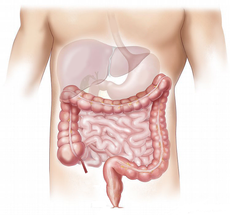 Anatomie en fysiologie